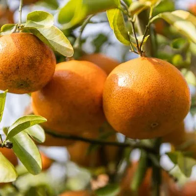 thumbnail for publication: Cost of Production for Processed Oranges in Southwest Florida, 2014/15
